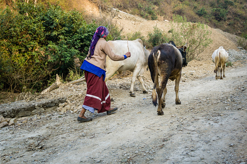 13 january 2021. Dehradun, Uttarakhand, India. A rural Indian garhwali woman taking her cattle out for a walk and grazing.