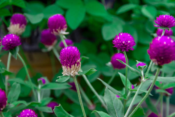 istock The red gomphrena globosa flower 1398428291