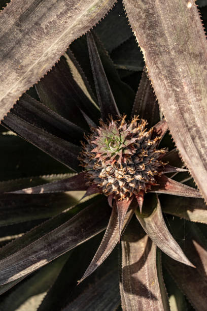 istock Pineapples on their own plant. 1398429148