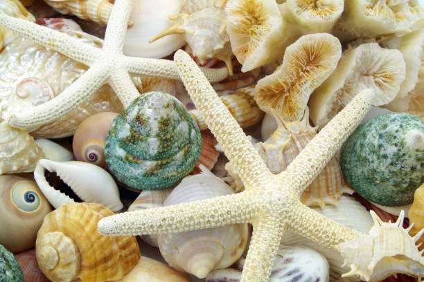 istock Starfish on seashells background close up 1398429920