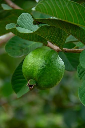 Green guava fruit still on the tree on the farm