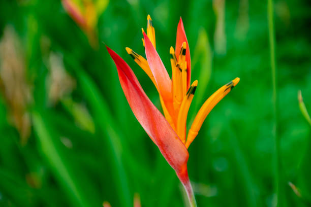 istock Heliconia hirsuta flowers 1398432098