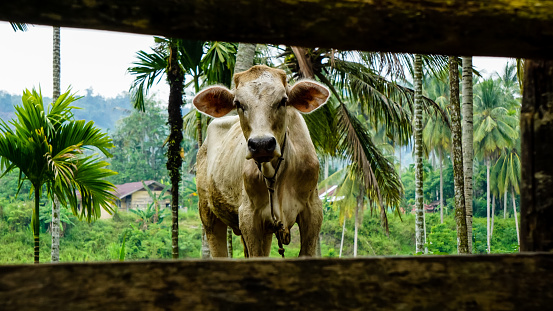 cows on the farm stock photo