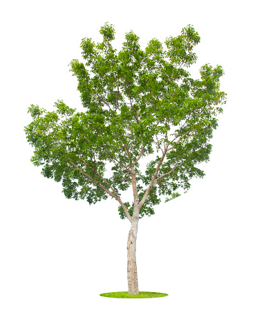 Tree Single Without Background Single Tree Isolated On White Background With Clipping Path Stock Photo ...