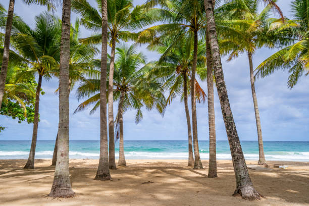 istock Beach summer vacations concept background Nature frame with coconut palm trees on the beach Beautiful nature landscape background 1398433575