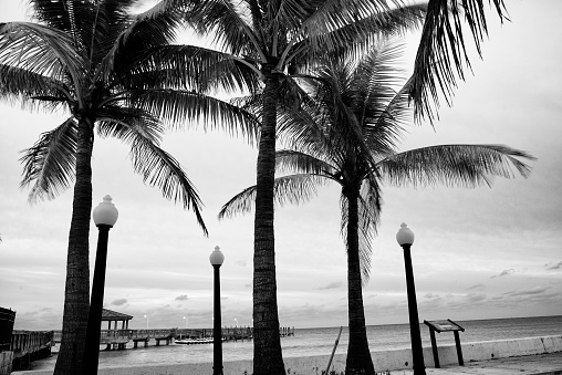 Coconut palm tree at the beach hanging over a clear lagoon. H3D-II Panorama, Pinhole Version. Black and White.