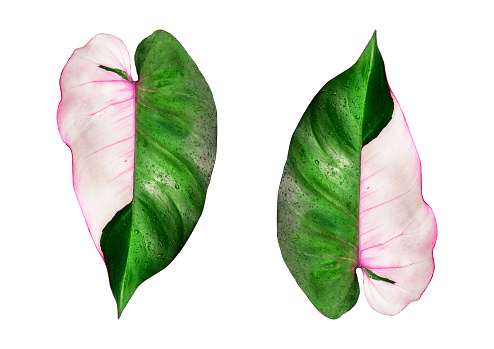 Philodendron Pink Princess Leaf