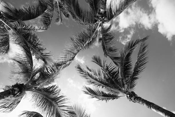 istock Palm trees silhouettes at sunset. 1398433662
