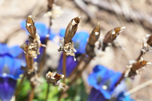 At the feet of the gentian flowers of the year, the dried gentians of the previous year