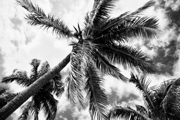 istock Palm trees silhouettes at sunset. 1398434352