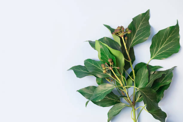 istock Green leaves and branches on light blue background. Flat lay, top view, copy space 1398435299