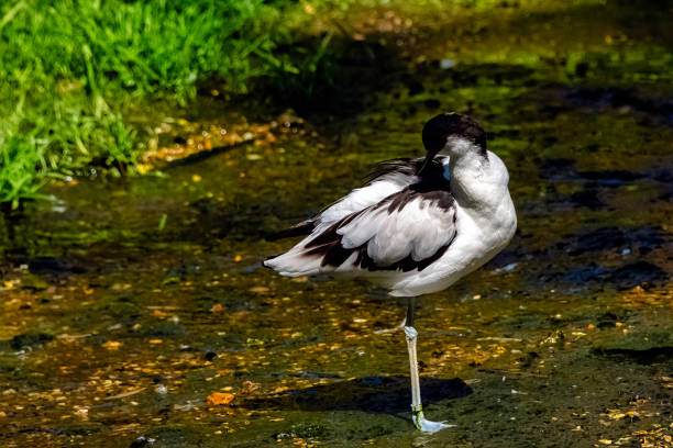istock Pied avocet (Recurvirostra avosetta) - large black and white wader 1398436461