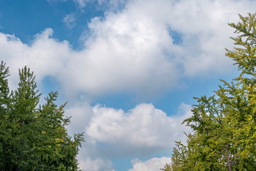 Trees under blue sky and white clouds