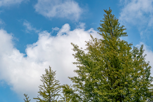 Trees under blue sky and white clouds