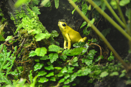 Golden arrow frog (Phyllobates terribilis) sitting on top of peat bog.This frog has bright colored body.