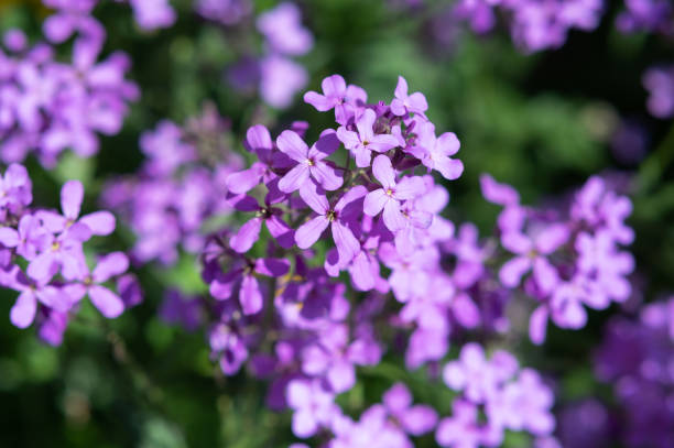 istock Hesperis matronalis purple spring flowers 1398440541