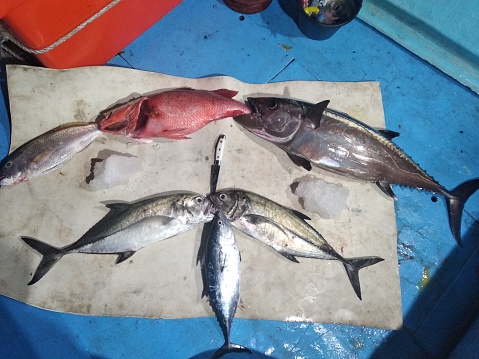 Tuna, snapper and caranx fishes freshly caught - Fishing boat - Indonesia
