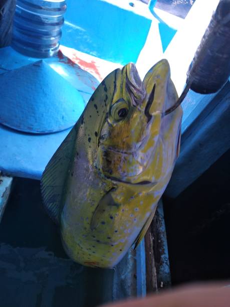 Close-up of freshly caught dolphin fish hung on a hook - Sea fishing - Indonesia Close-up of freshly caught dolphin fish hung on a hook - Sea fishing - Indonesia fish lips stock pictures, royalty-free photos & images