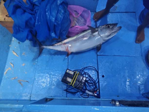 żywy tuńczyk świeżo złowiony metalowym przyrządem na łodzi rybackiej - indonezja - dog tooth tuna zdjęcia i obrazy z banku zdjęć