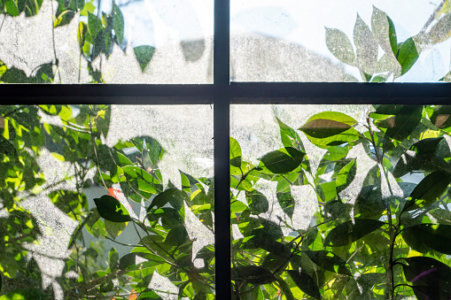 green plants outside the window