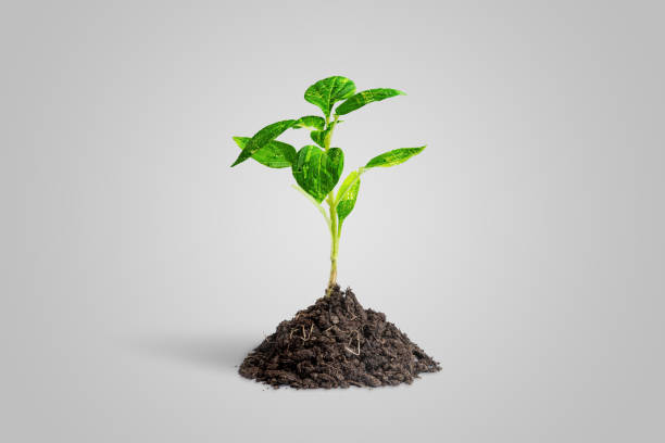 istock Artificial plant grows from natural soil. The leafs are made of electronic printed circuit boards. The concept of using technology in agriculture 1398441712