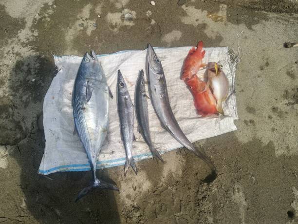 świeżo złowione ryby z tuńczyka, barakudy i czerwonego groupera - rybołówstwo morskie - indonezja - dog tooth tuna zdjęcia i obrazy z banku zdjęć