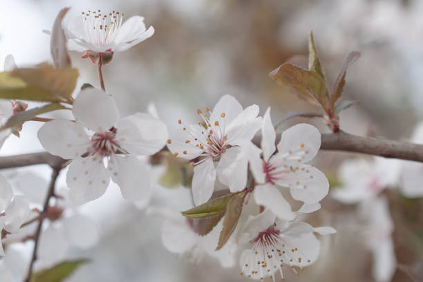 istock Sakura tree during spring season, Cherry blossom bloom 1398442651