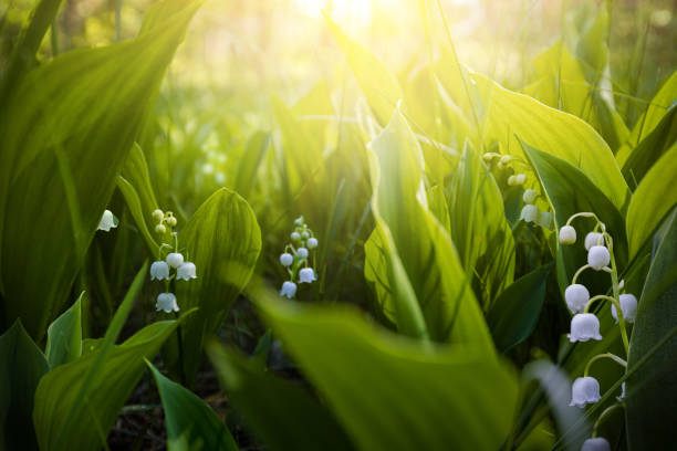 belle scène de forêt avec des lys de mai. la clairière verte du muguet fleurit dans la forêt printanière. fleurs blanches de lys de mai dans les rayons du soleil parmi les feuilles vertes. - may leaf spring green photos et images de collection