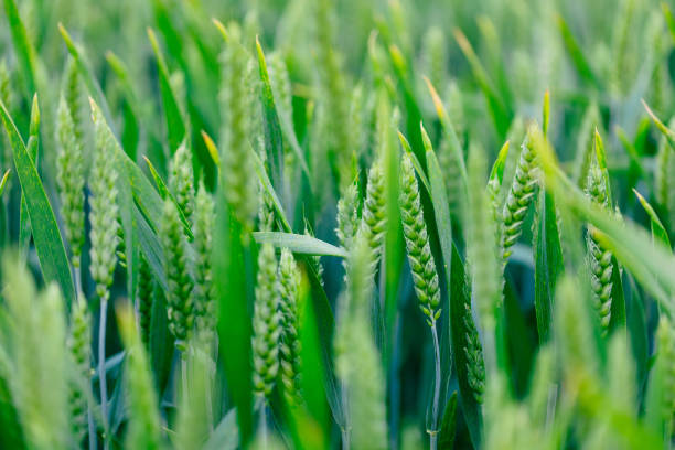 Ripening, green wheat green spikes on a spring field.