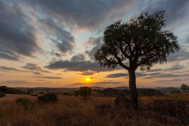istock Setting yellow sun color the clouds and silhouette a cabbage tree 1398445685