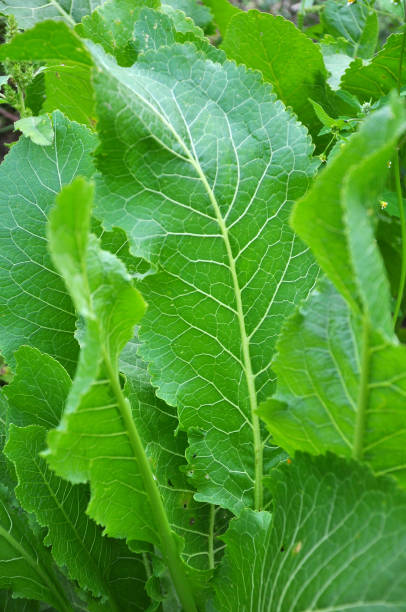 istock Horseradish with green leaves in the open ground 1398446325