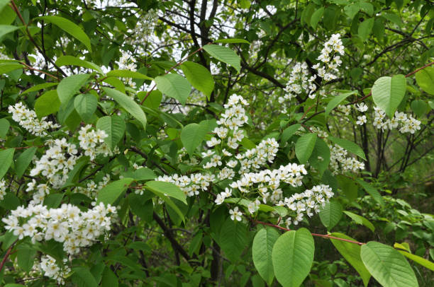 istock In the spring bird-cherry tree (Prunus padus) blossoms in nature 1398446971