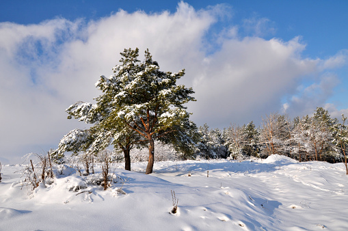 Winter landscape with snow and coniferous trees