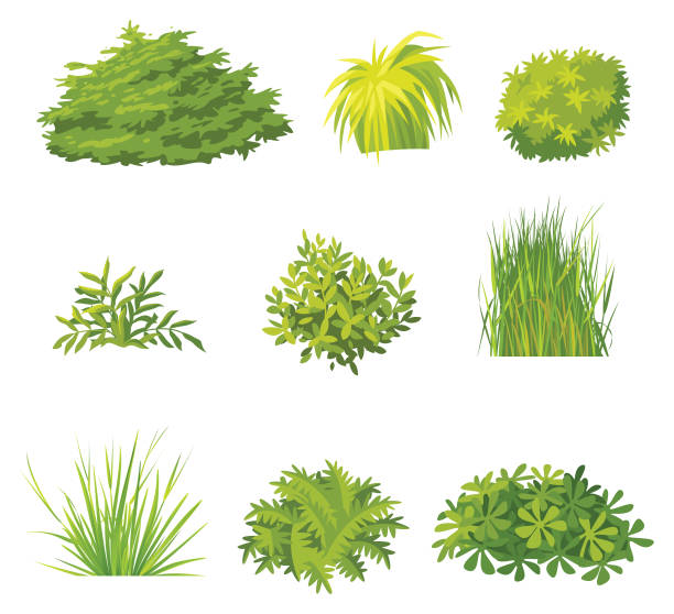 satz grüner büsche - forest plants stock-grafiken, -clipart, -cartoons und -symbole