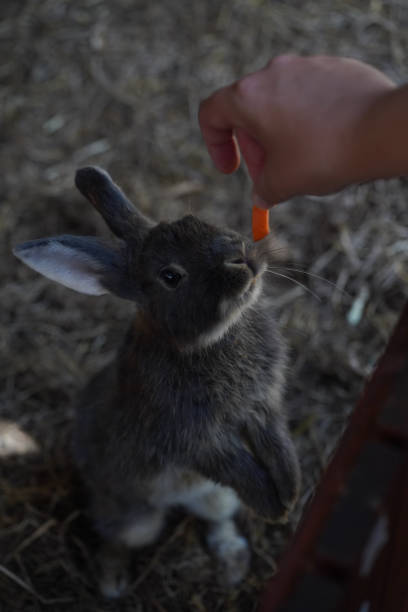 istock Person feeding a carrot to a rabbit 1398449416