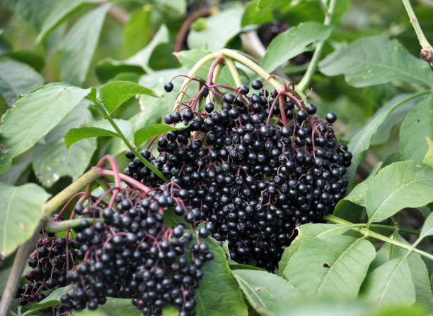 istock The elderberry ripens in nature 1398449866