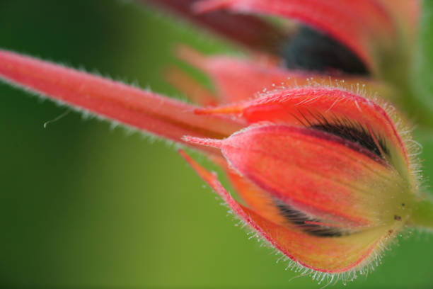 istock beautiful wild flower pistil. 1398453328