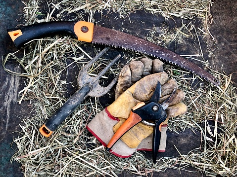 Horizontal high angle closeup photo of a pruning saw, a garden fork, pruning secateurs and a pair of leather gardening gloves lying on straw on the ground in an organic garden.