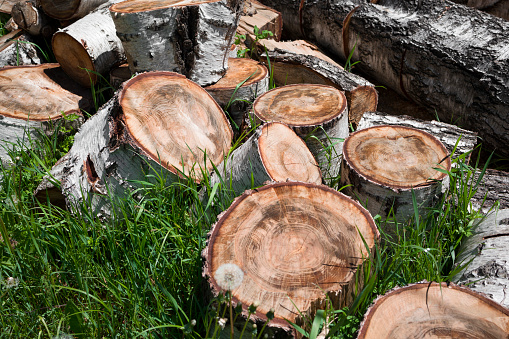 Pile of birch logs on green grass background . raw materials for fireplace and stove. firewood background of chopped wood for kindling and heating the house.