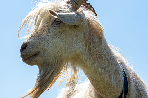 A white goat on a farm in close up profile shot. Easy to crop for all social media and print sizes and space for your titles.