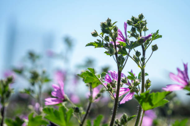 istock Flowers on Trees with Selective Focus and Copy Space on Colorful Nature Background in Springtime at Park 1398457778