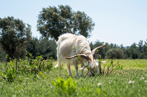 A goat is eating fresh herbs on a farm, against a meadow and under clear blue sky. Easy to crop for all social media and print sizes and space for your titles.
