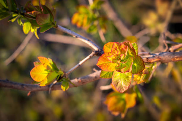 Young leaves of smoky tree look like yellow flowers with crimson border. Topic: spring, awakening of trees, beauty in nature.