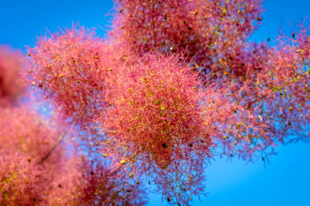 inflorescências cor-de-rosa de árvore esfumaçada. contra o céu azul. close-up, foco seletivo. cotinus coggygria - l. - european smoketree - fotografias e filmes do acervo
