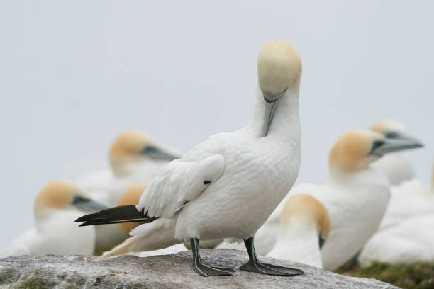 istock Gannet on the cliffs of Great Saltee Island 1398461861