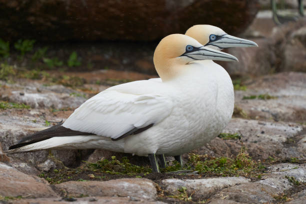 istock Gannet on the cliffs of Great Saltee Island 1398461933