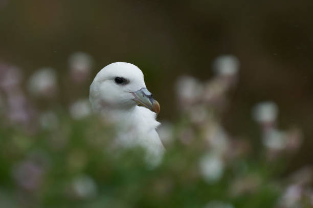 fulmar , fulmarus glacialis - fulmar photos et images de collection