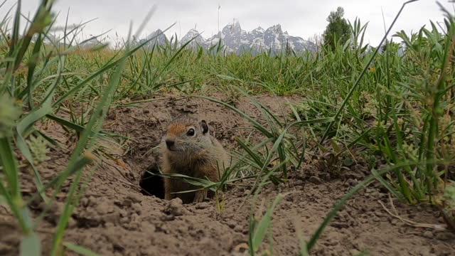 a Gopher getting out of its hole in front of Grand Teton