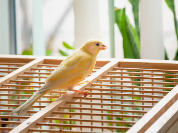 Photo of Young male Curious orange canary is singing. Bird looks straight on a cage on a light background. Breeding songbirds at home.