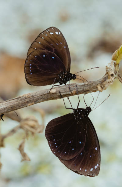 istock Couple of Euploea 1398463879